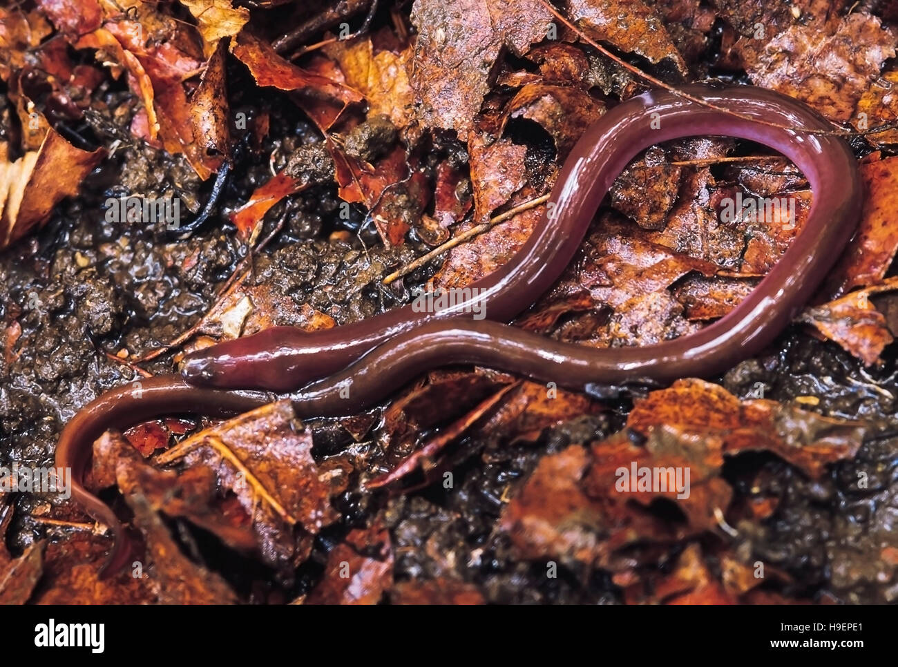 Monopterus indicus. Questa palude anguilla appare come un serpente. Si respira nell'aria con l'aiuto di accessorio organi respiratori che protrude dietro la testa. Foto Stock