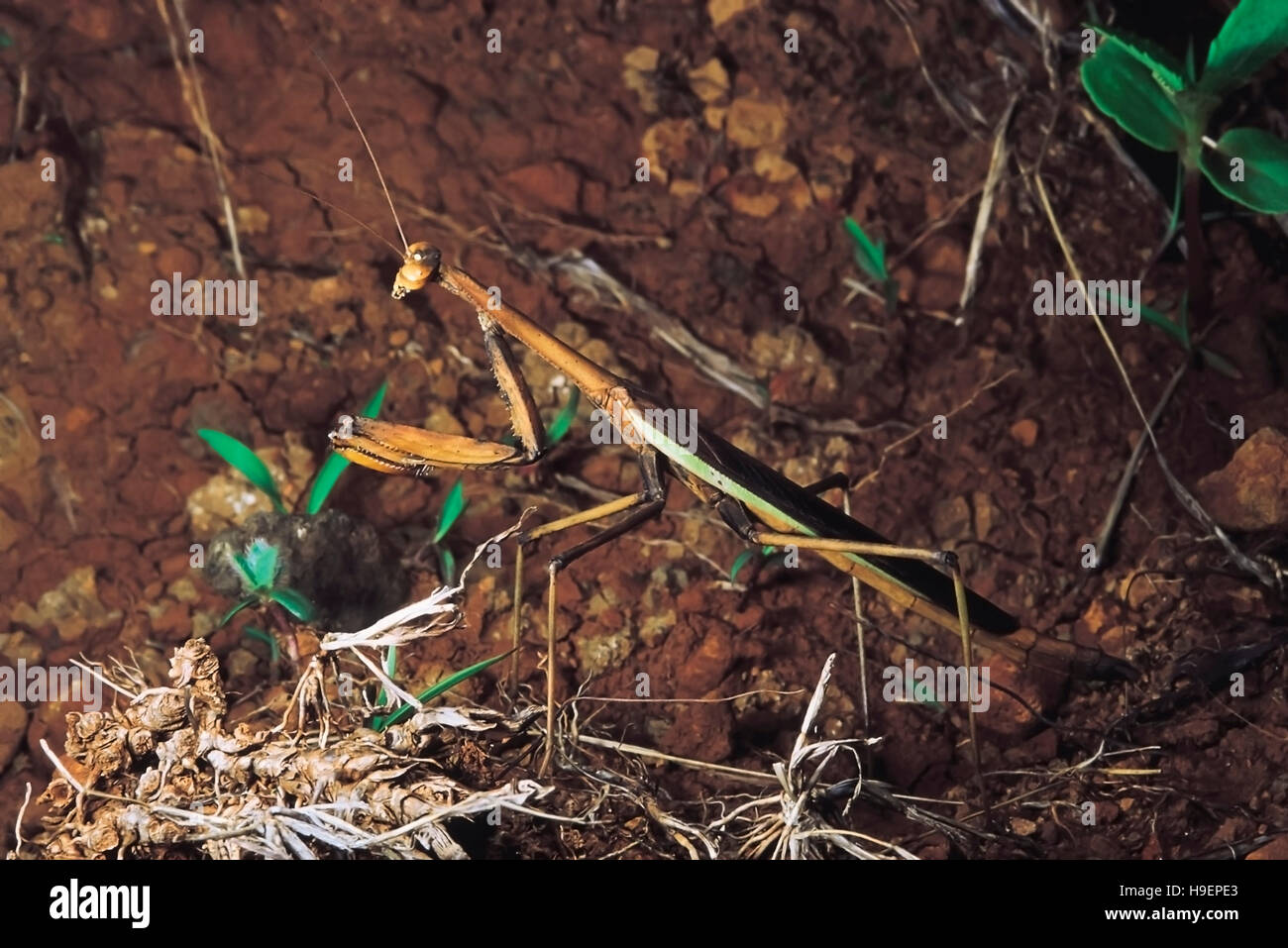 Mantis imitando erba bruciata. Pregando mantids presentano una notevole somiglianza con i loro dintorni. Rajgad, Maharashtra, India. Foto Stock