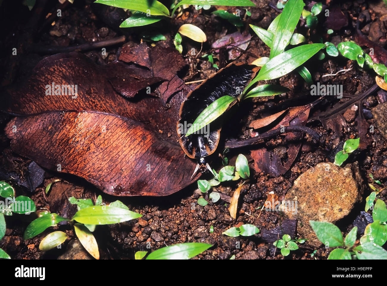 Candela di artropodi. Koyna, Maharashtra, India. Foto Stock