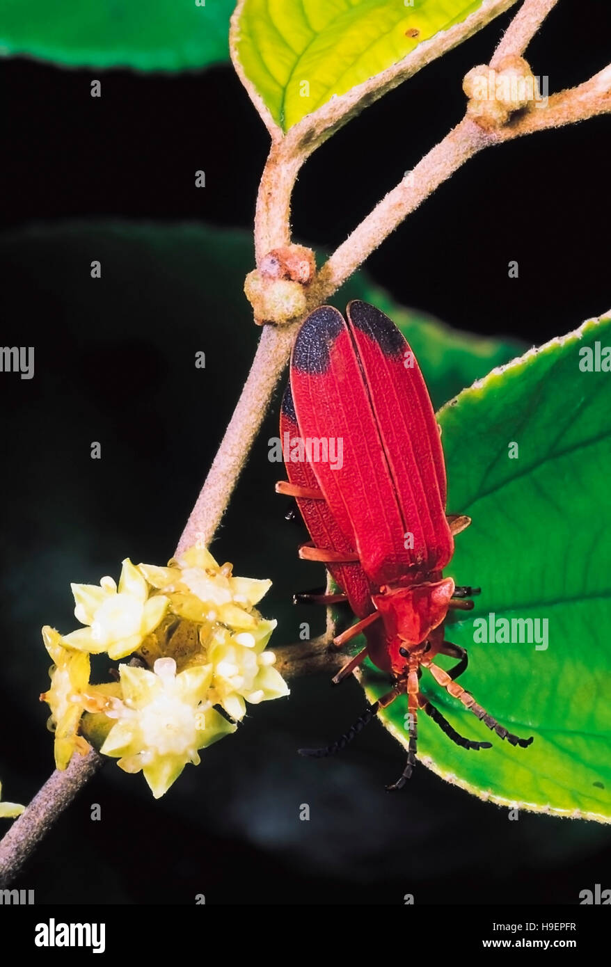 Net-winged coleotteri. Famiglia: Lycidae. Maharashtra, India. Foto Stock