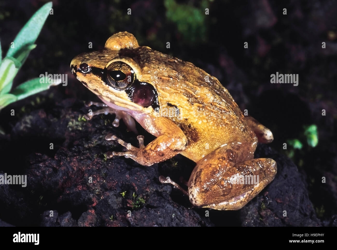 Rana. Phansad Wildlife Sanctuary, Maharashtra, India. Foto Stock