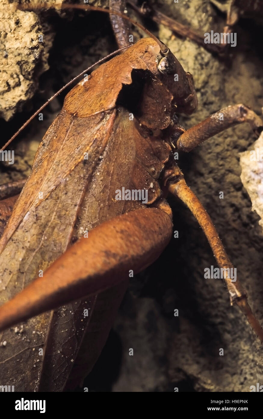 Lungo marrone-cornuto Grasshopper. Arunachal Pradesh, India. Foto Stock