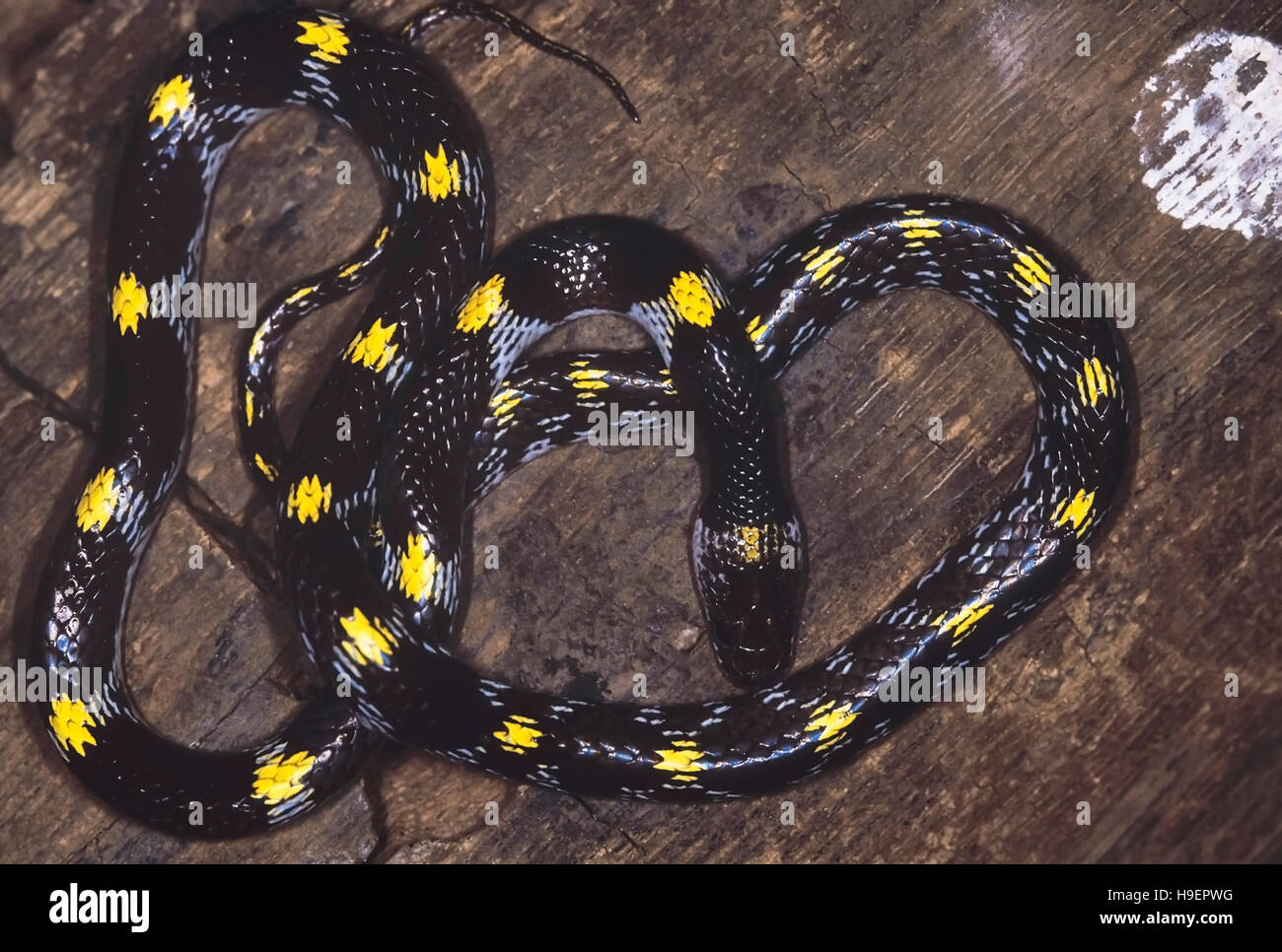Striatus Lycodon. Shaw's/Lupo striato snake. Non velenose. Maharashtra, India. Foto Stock