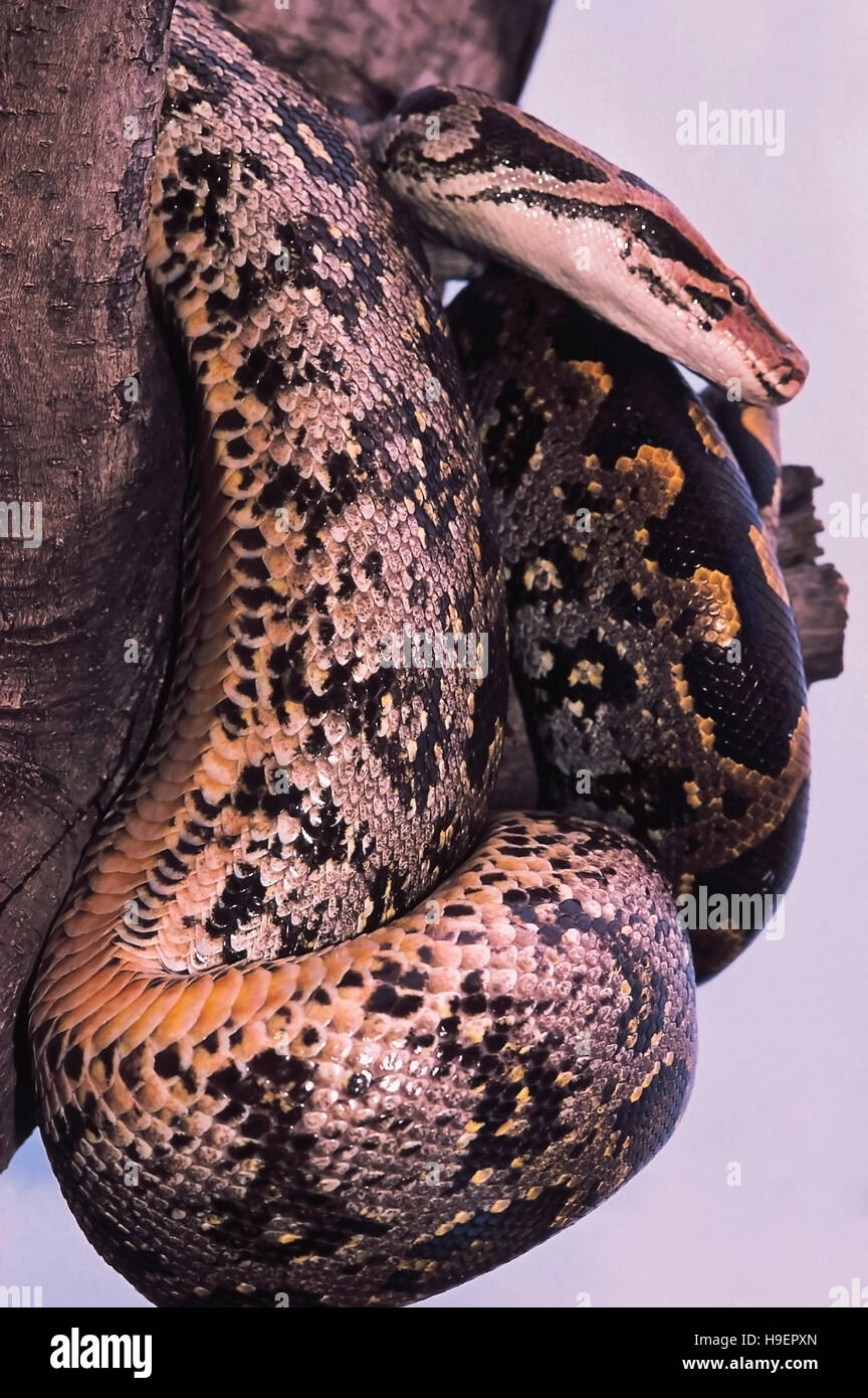 Python molurus molurus. Indian Rock python. Non velenose. Captive campione. Maharashtra, India. Foto Stock