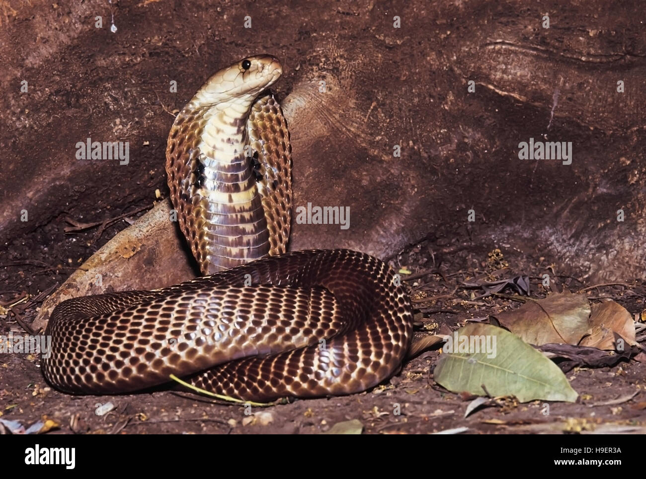 Naja Naja. Common/Spectacled Cobra visualizzando il classico "nake incantatore' pongono difensiva. Velenosi. Nasrapur, Maharashtra, India. Foto Stock