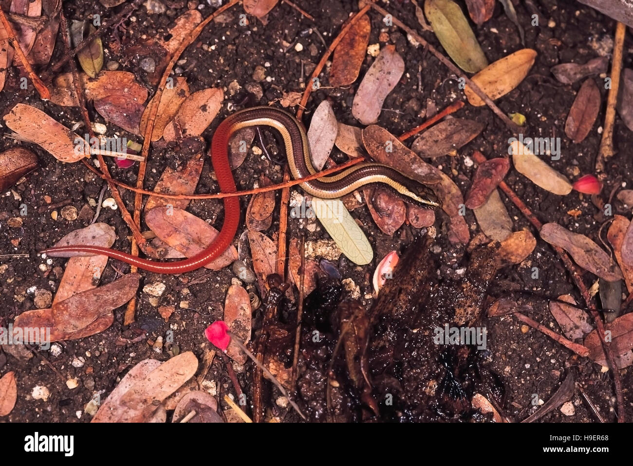 Riopa Punctata. I capretti snake skink. Pune, Maharashtra, India. Foto Stock