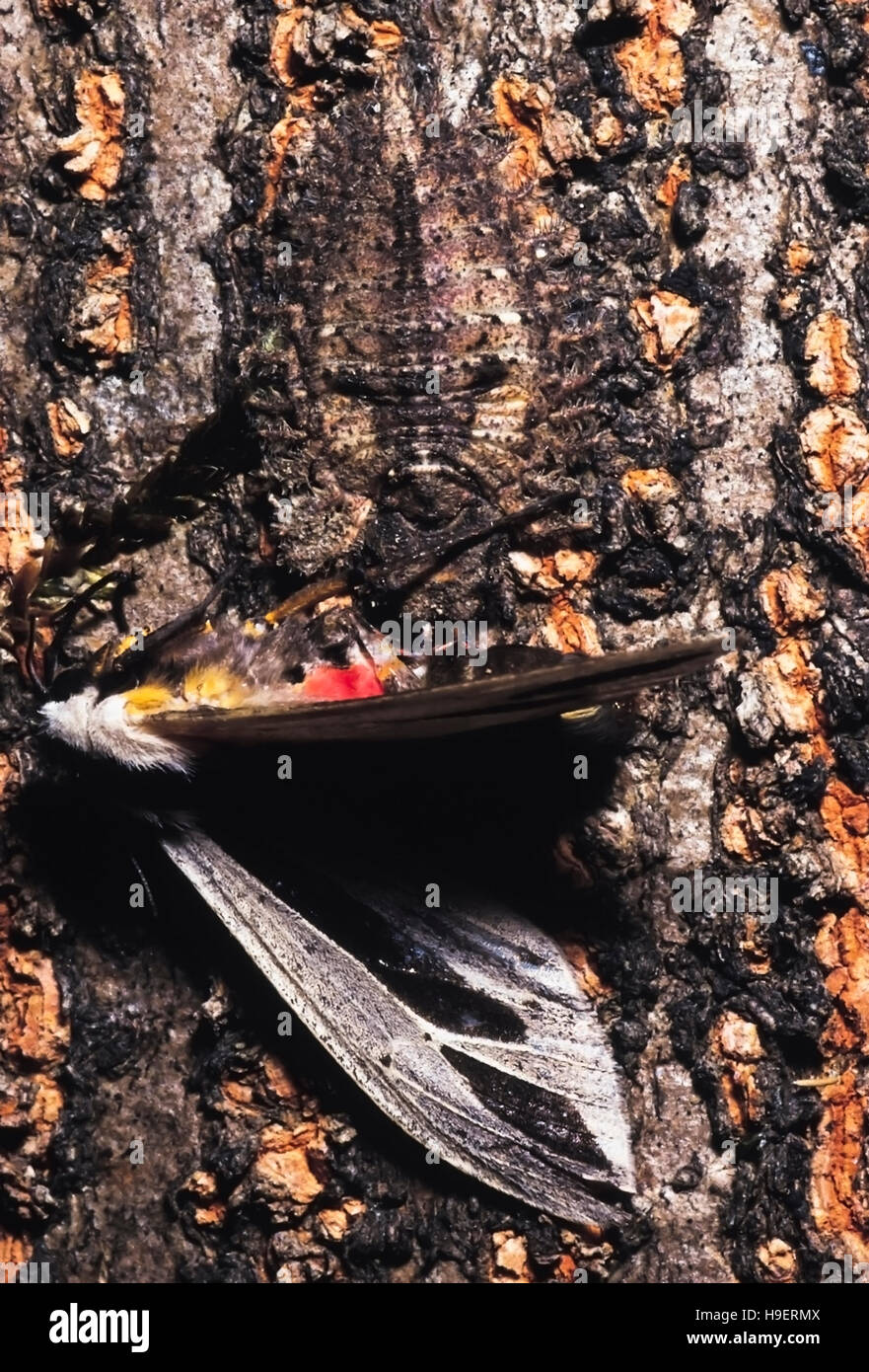 Ascalaphid larva di mangiare la tignola. Rive del lago Valvan, Maharashtra, India. Foto Stock