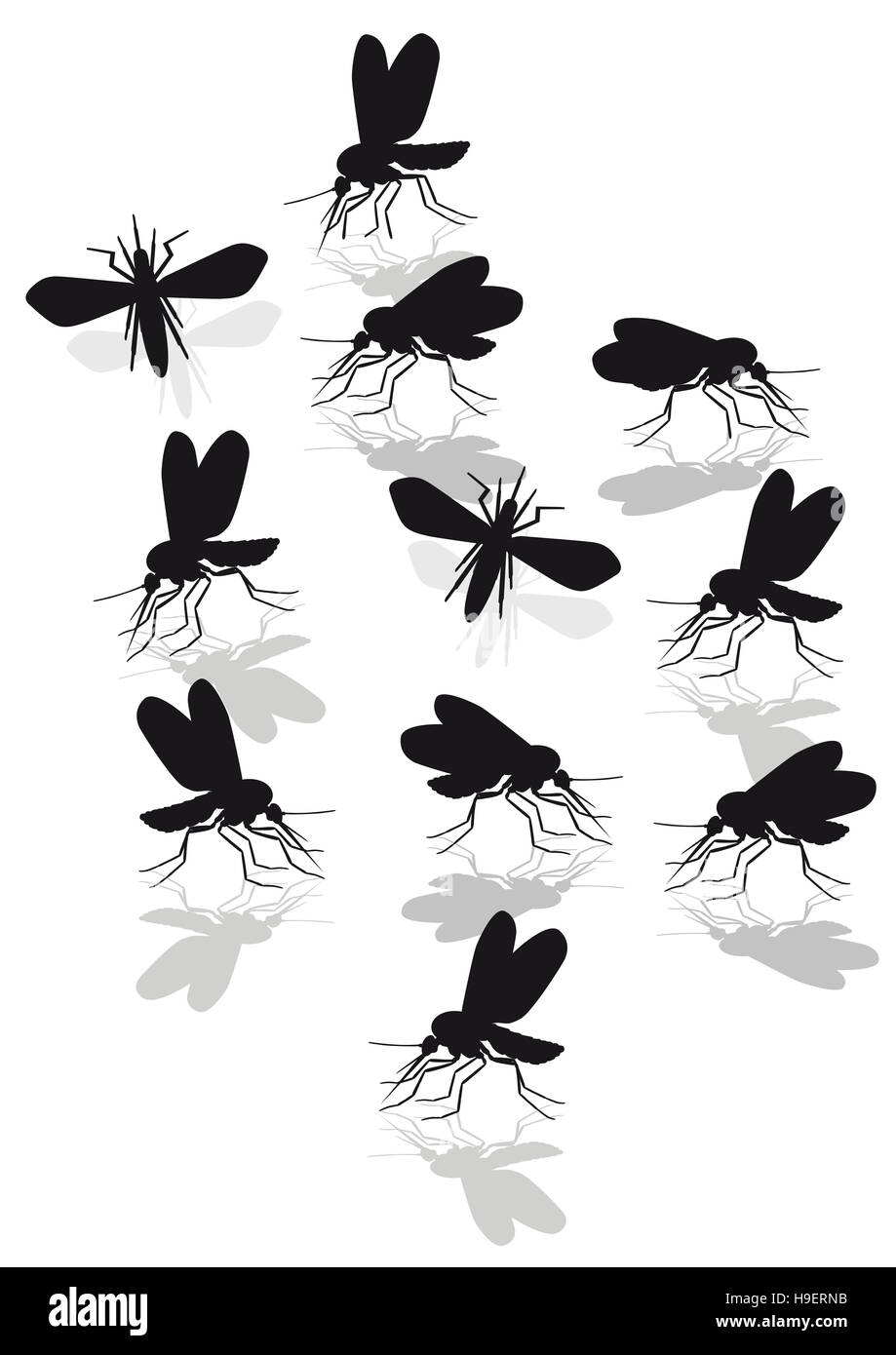 Zanzare peste, zanzare, moscerini Foto Stock