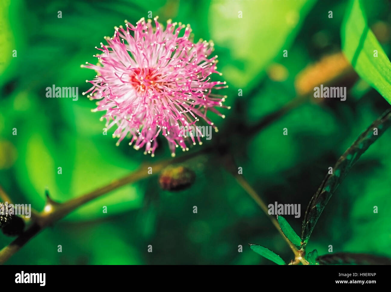 La Mimosa pudica. " Non mi toccare' Fiore con le lamine chiuse. Goa, India. Foto Stock