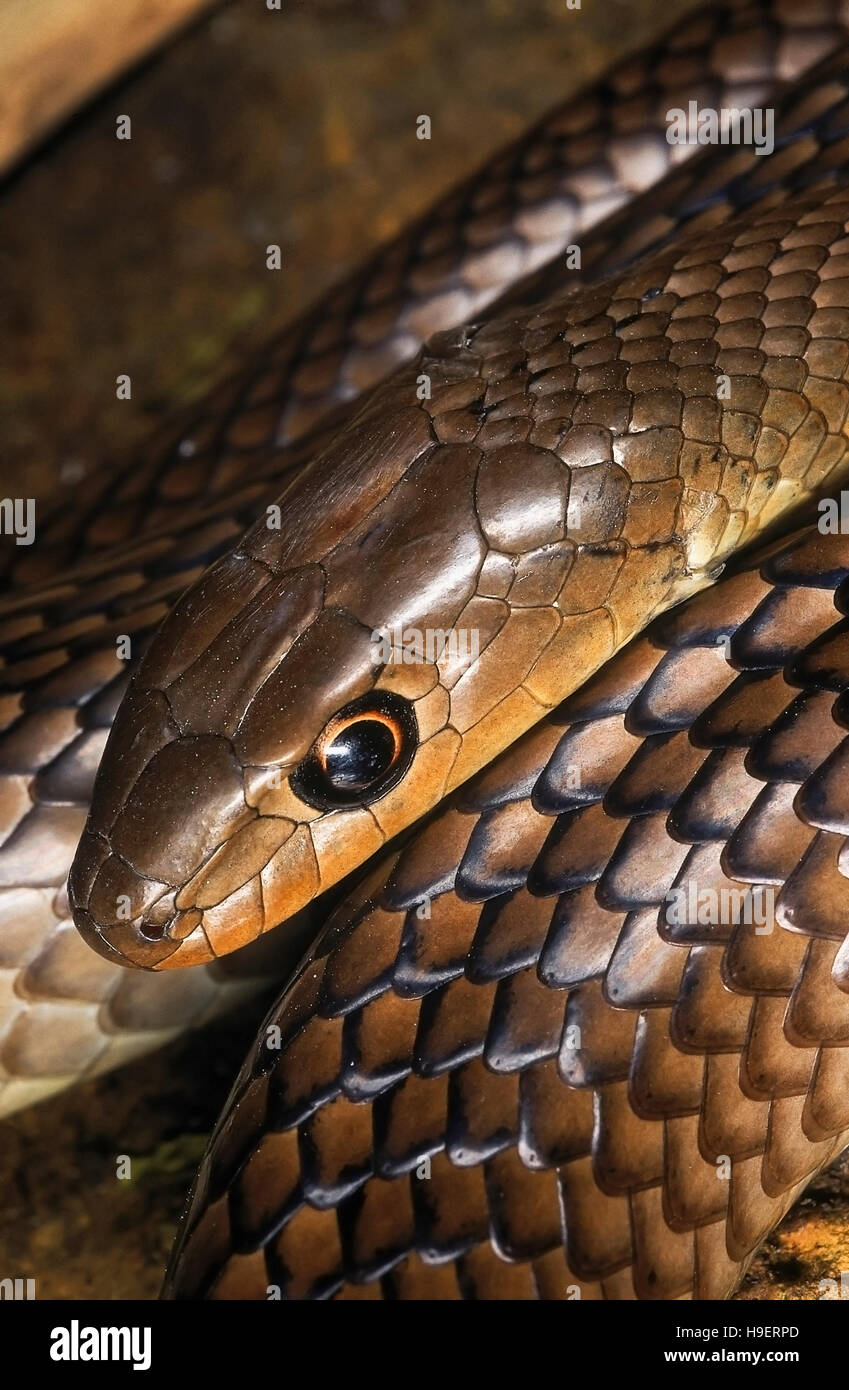 Psammophis longifrons stout sabbia snake. dettaglio - testa e scale molto rara. innocuo. endemica in India.Maharashtra, India Foto Stock