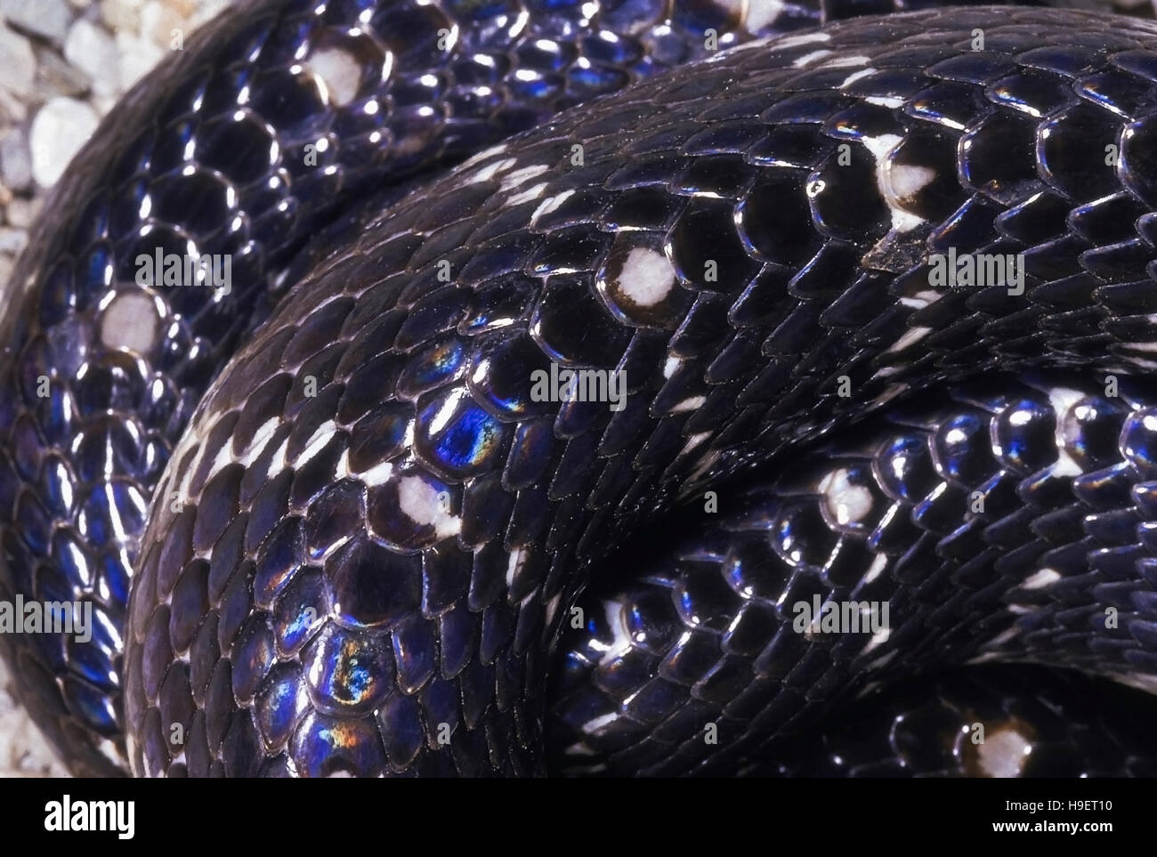 Dettaglio in scala Bungarus KRAIT specie. Mostra ingrandito, esagonale scale. Campione dal vicino a Pune, Maharashtra, India. Foto Stock