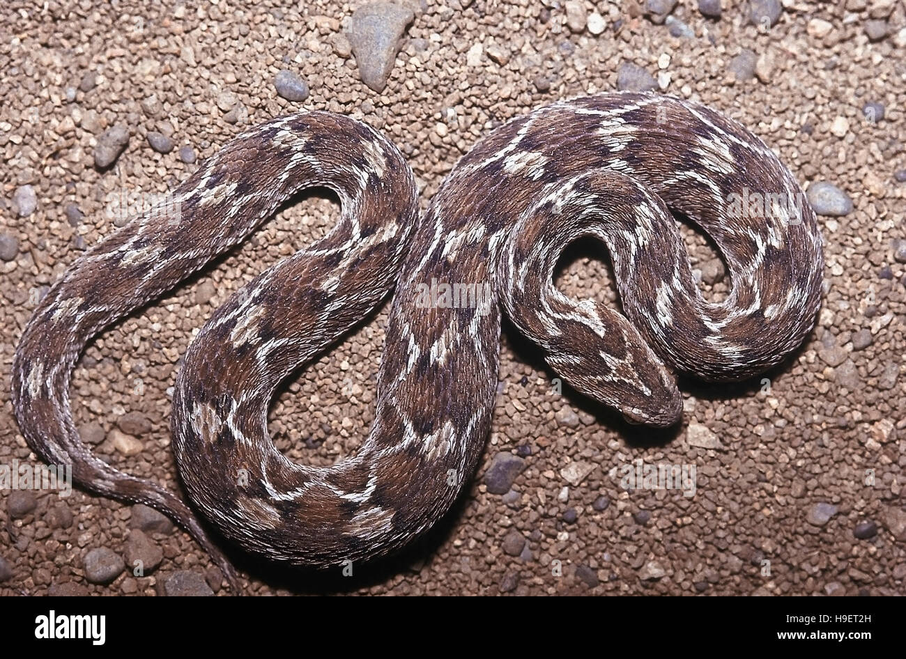 Visto-SCALED VIPER Echis Carinatus. Campione dal Maharashtra, India. Foto Stock