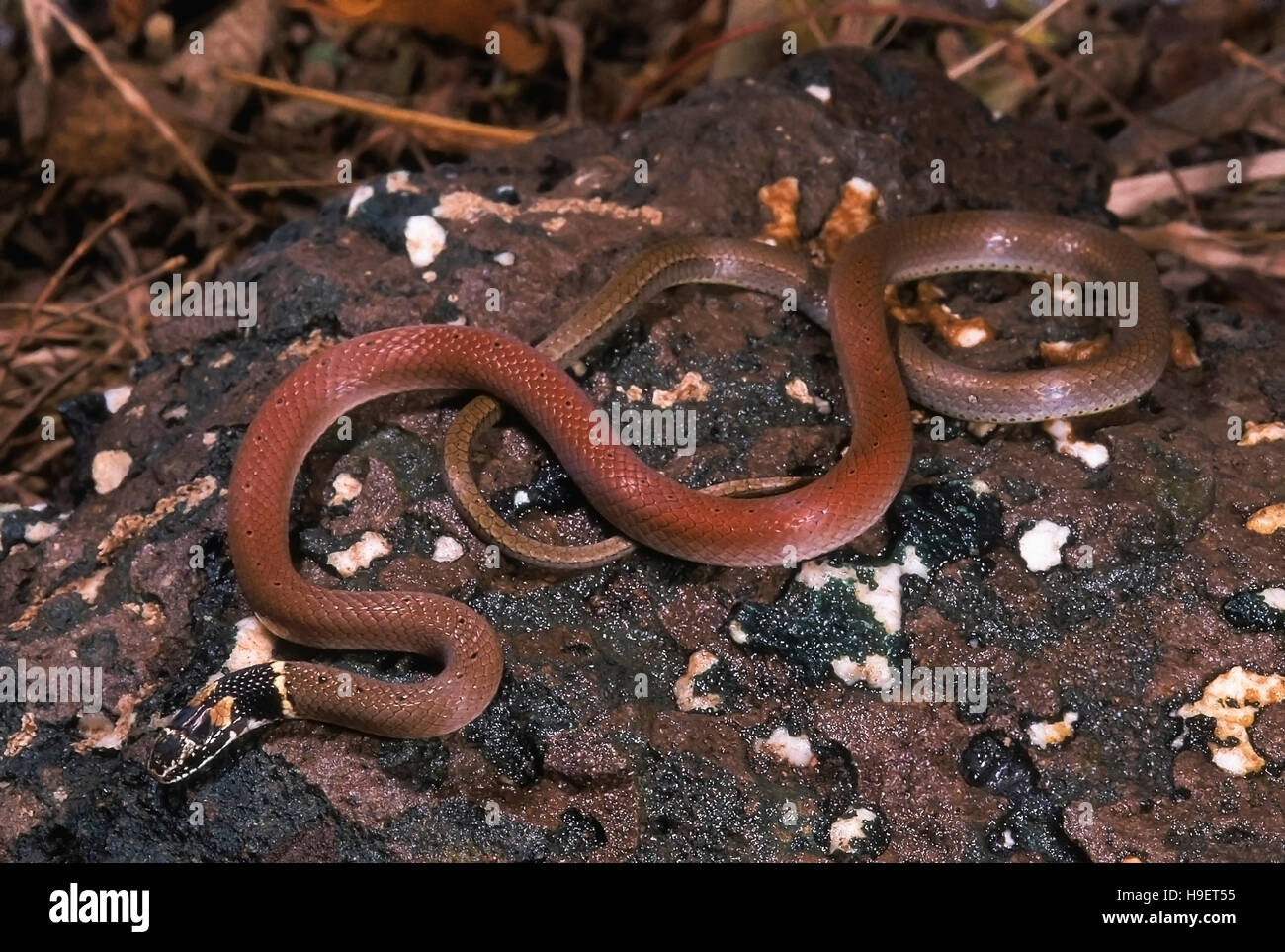 DUMERIL è nero con testa di serpente subpunctatus Sibynophis. Non velenose. Raramente disponibili. Campione da Pune, Maharashtra, India. Foto Stock