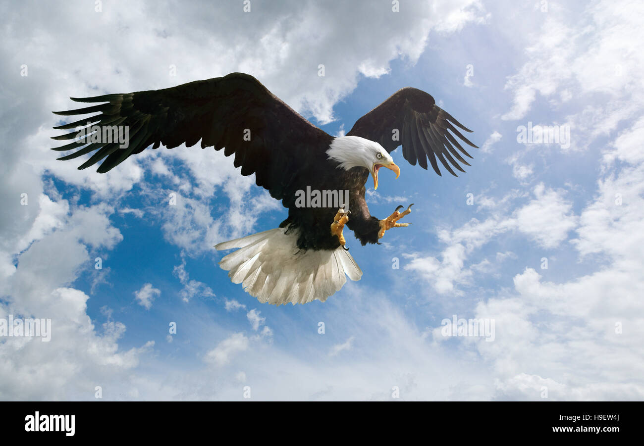 Feroce eagle volare nel cielo nuvoloso Foto Stock