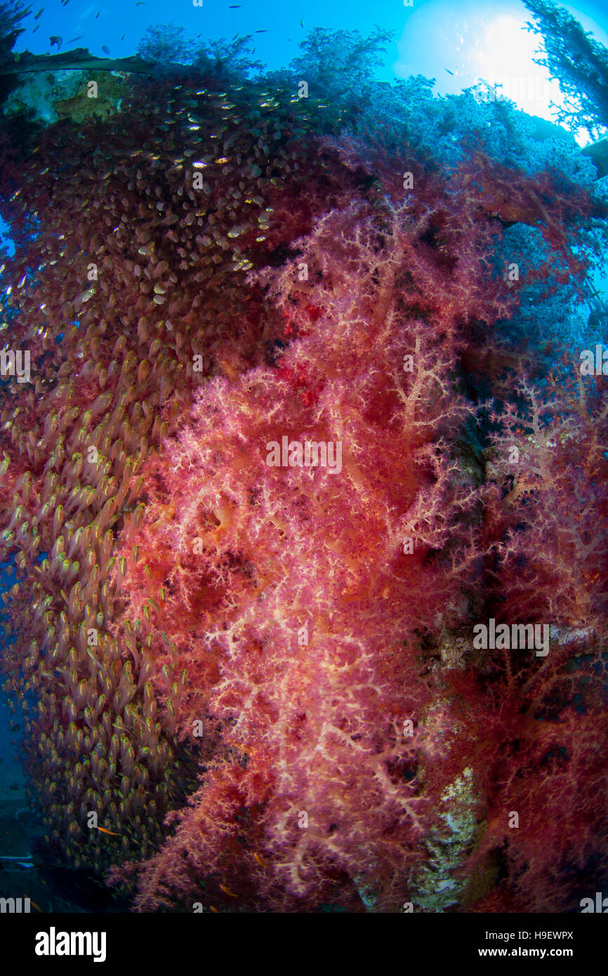 Il montante di un relitto (Satil, Eilat, Israele) coperto di rosso corallo morbido (Dendronephthya) e la Scuola di Glassfish/Giallo Spazzatrici (Parapriacanthus ranso Foto Stock