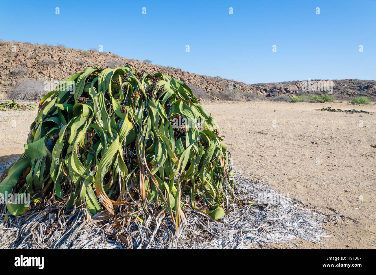 Maggiori noto Welwitschia Mirabilis coltura vegetale nel caldo arido deserto del Namib dell Angola Foto Stock