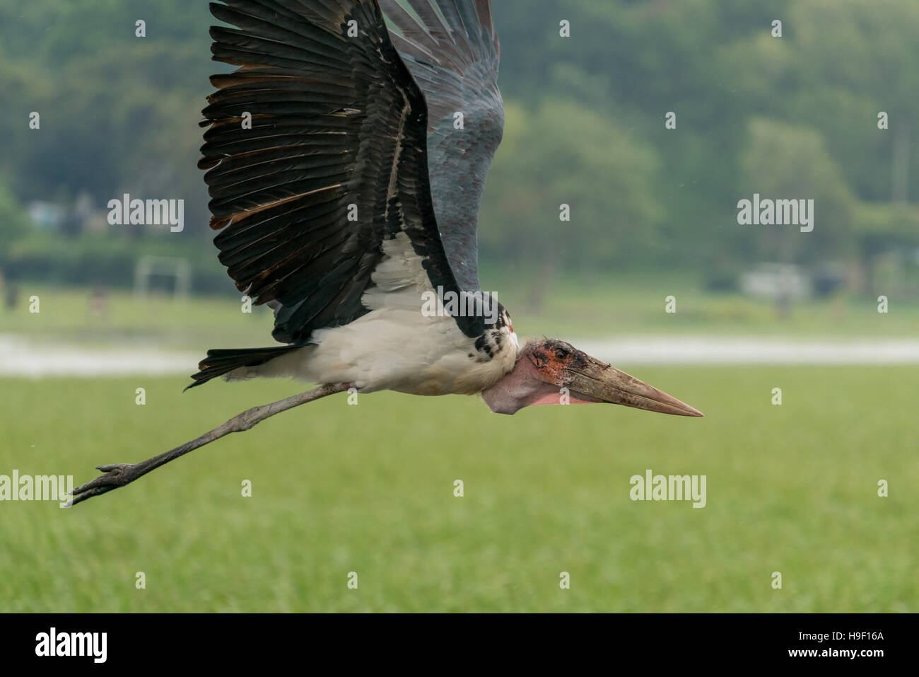 Una Marabou Stork scavenger uccello in volo sopra il lago di Hawassa Foto Stock