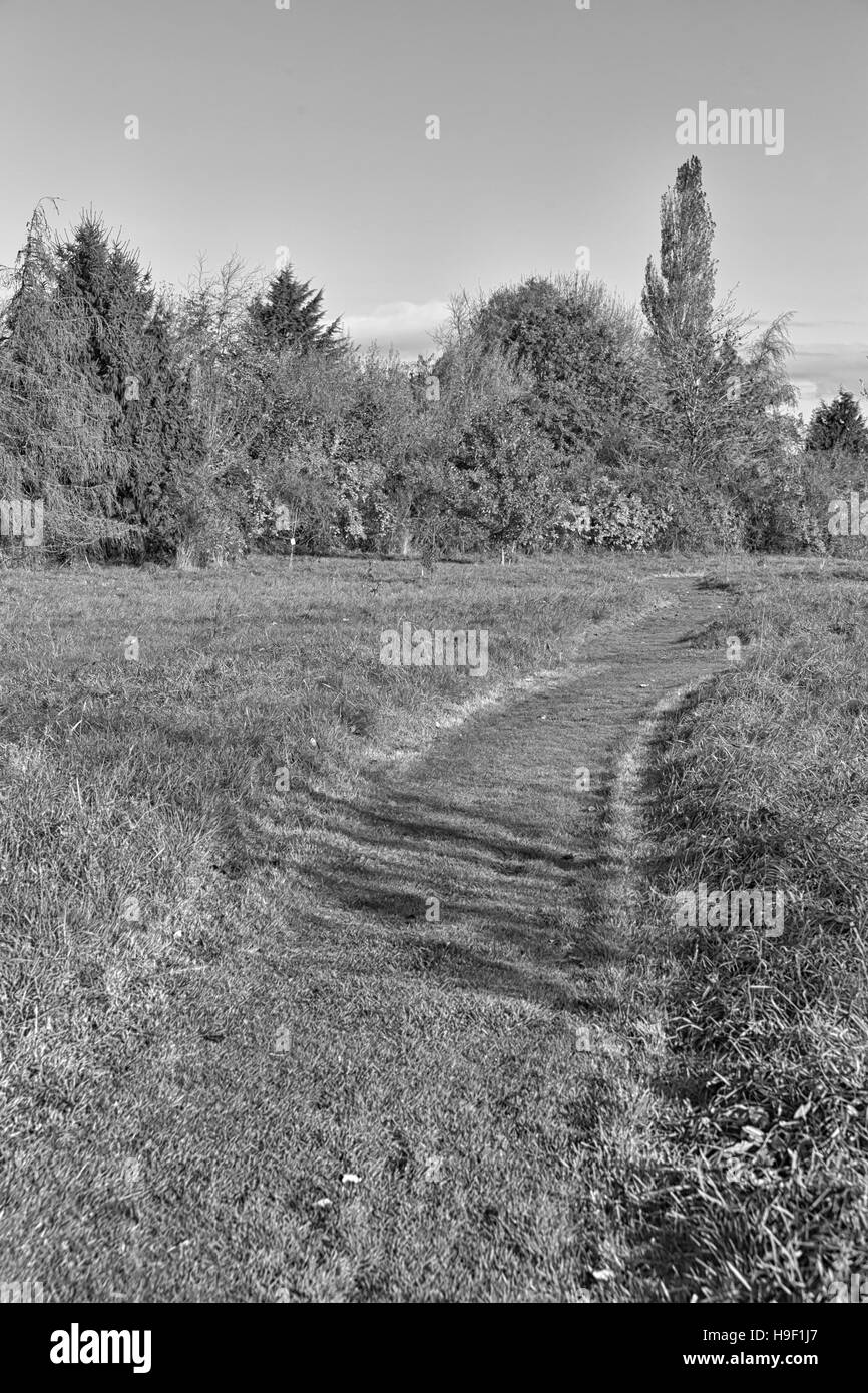 Nero bianco un albero in un paesaggio autunnale con rosso e arancio foglie. Foto Stock