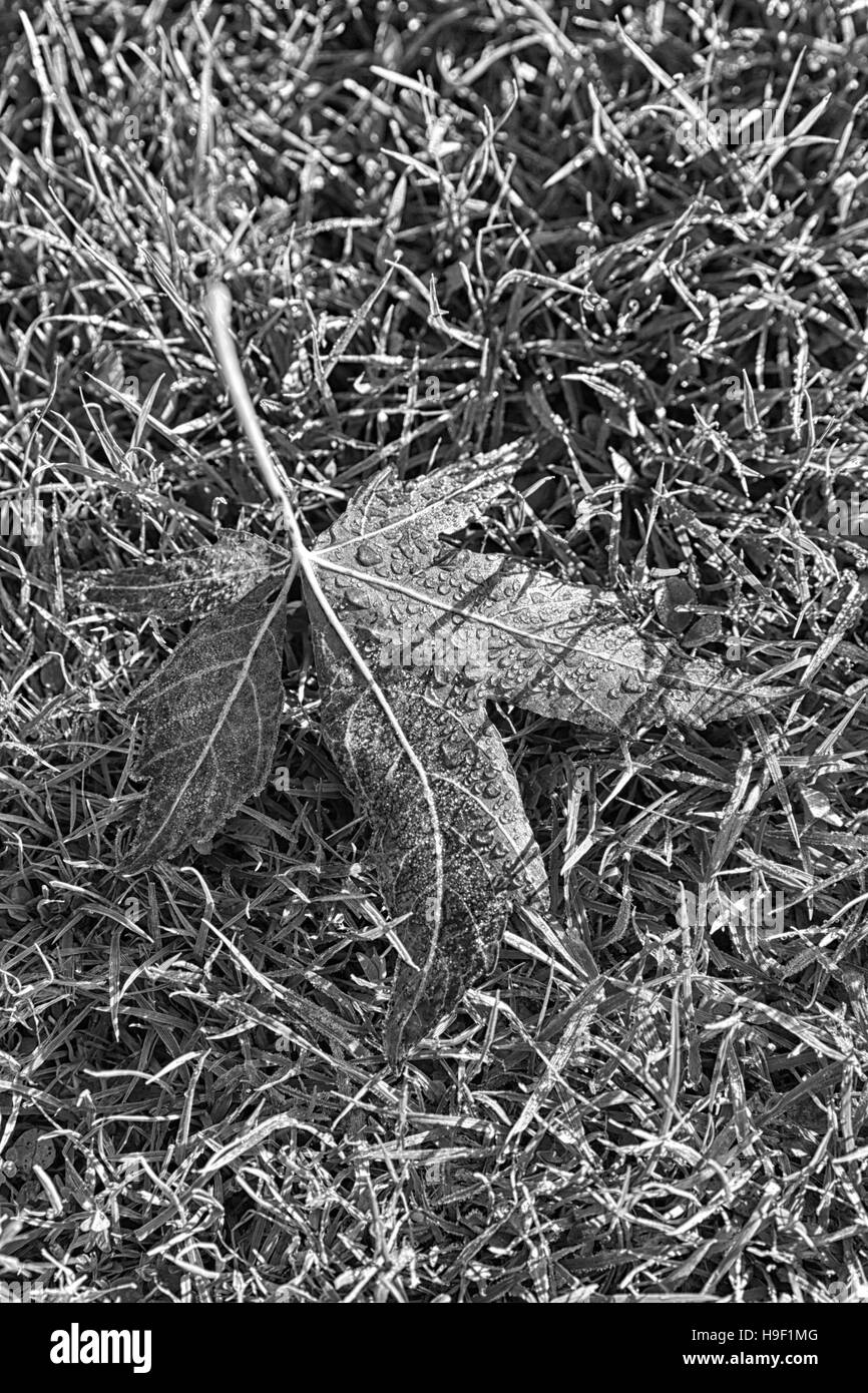 Foto in bianco e nero di un autunno foglie su un sfondo di erba Foto Stock