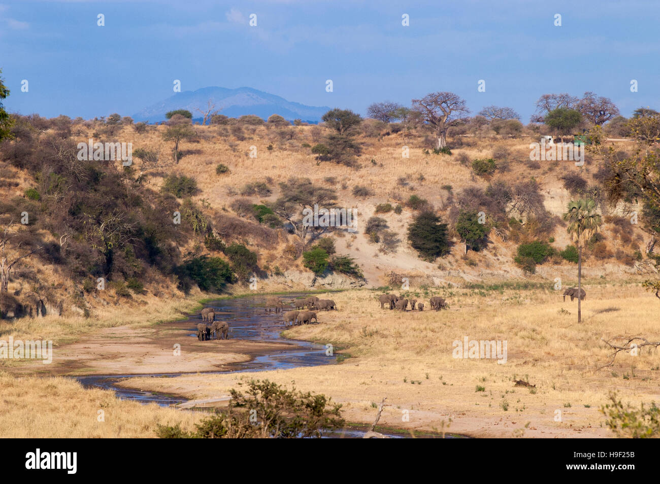 Gruppi di elefante africano (Loxodonta africana) raccogliere in un fiume, Parco Nazionale di Tarangire e, Tanzania Foto Stock