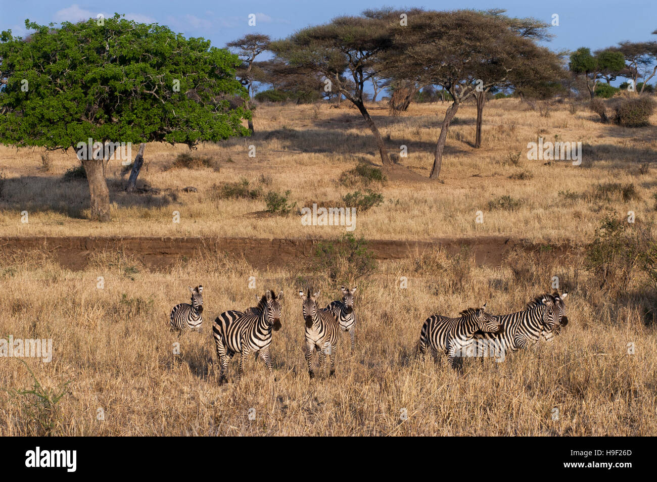 Zebre (Equus quagga) in albero secco praterie di savana, Parco Nazionale di Tarangire e, Tanzania Foto Stock
