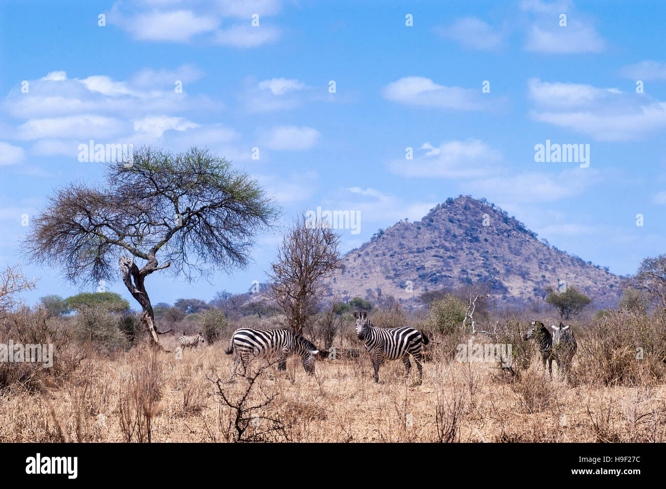 Zebre (Equus quagga), in albero secco savana, Tarangire hill in background, Parco Nazionale di Tarangire e, Tanzania Foto Stock
