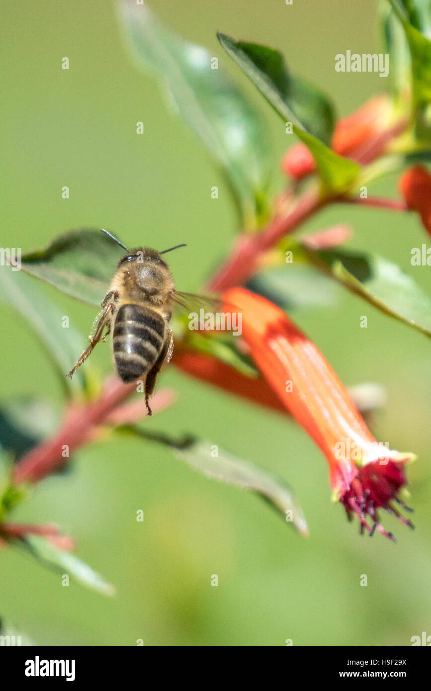 Un'ape volare in aria Foto Stock
