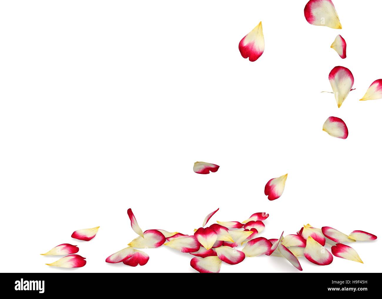 Caduta dei petali di rosa per il pavimento. Sfondo isolato Foto Stock