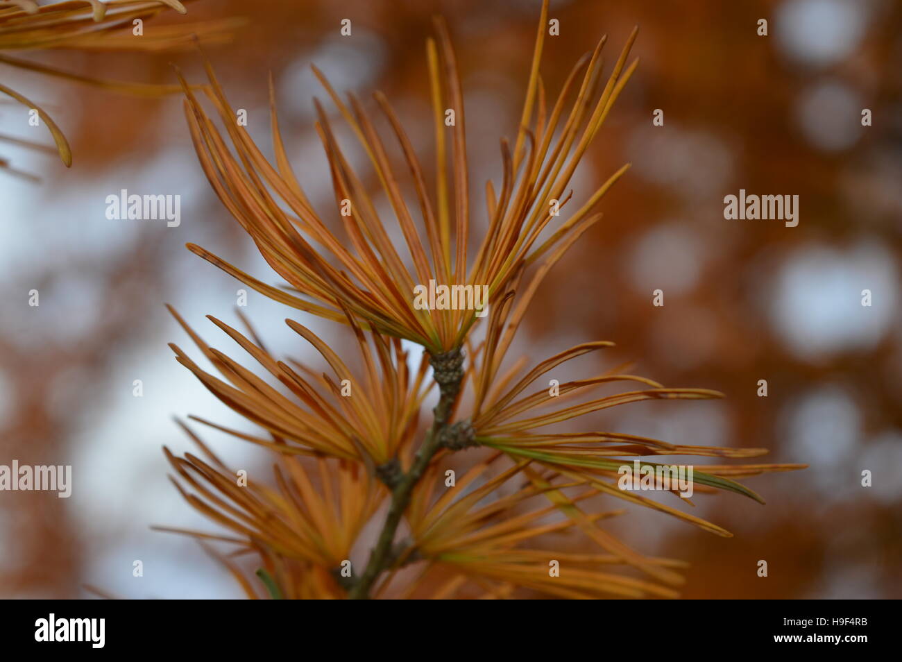 Un bellissimo albero; il solo mondi orange sempre verde specie. Foto Stock