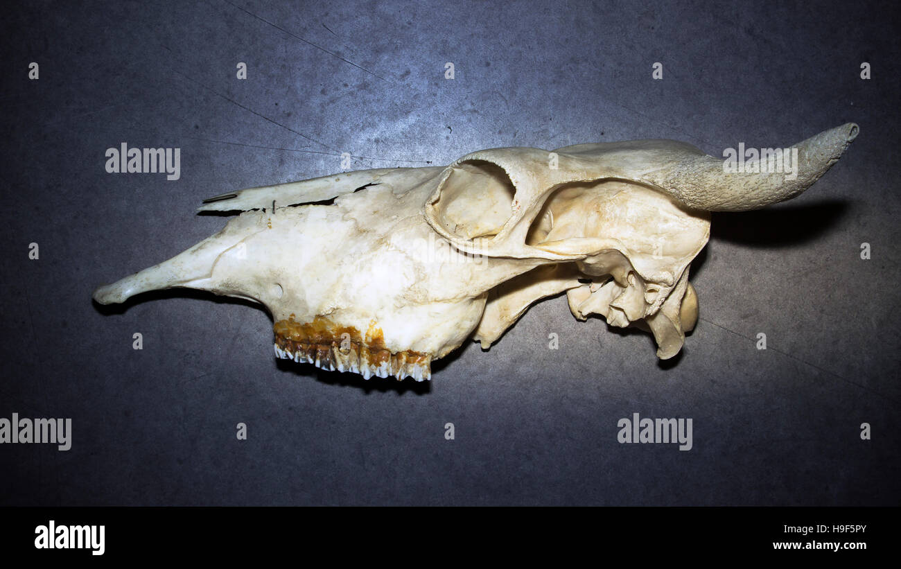 Vacca (Bos taurus) cranio Foto Stock