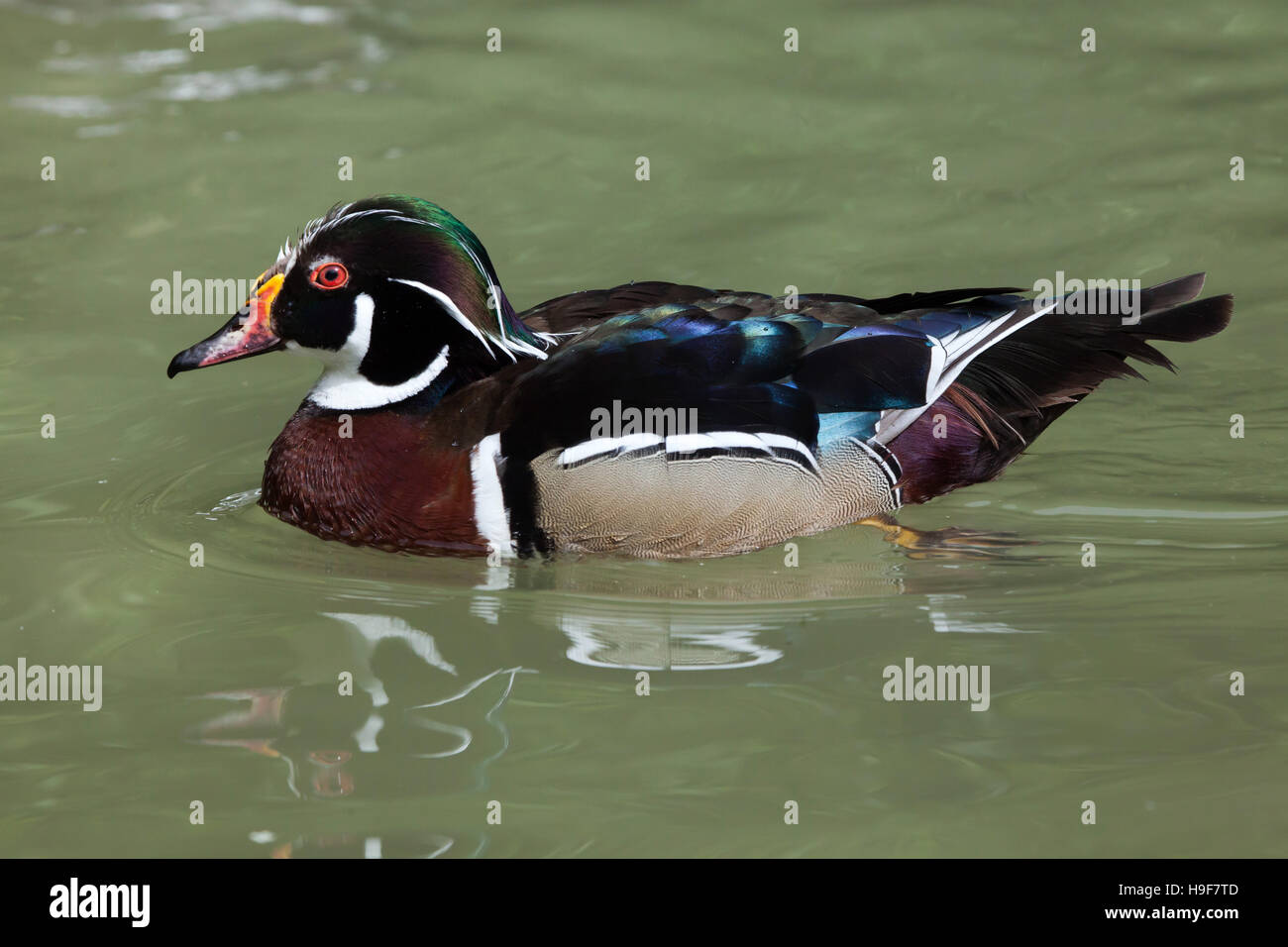 Carolina duck (Aix sponsa), noto anche come il Nord America anatra di legno. Foto Stock Carolina duck (Aix sponsa), noto anche come il Nord America anatra di legno. Foto Stock