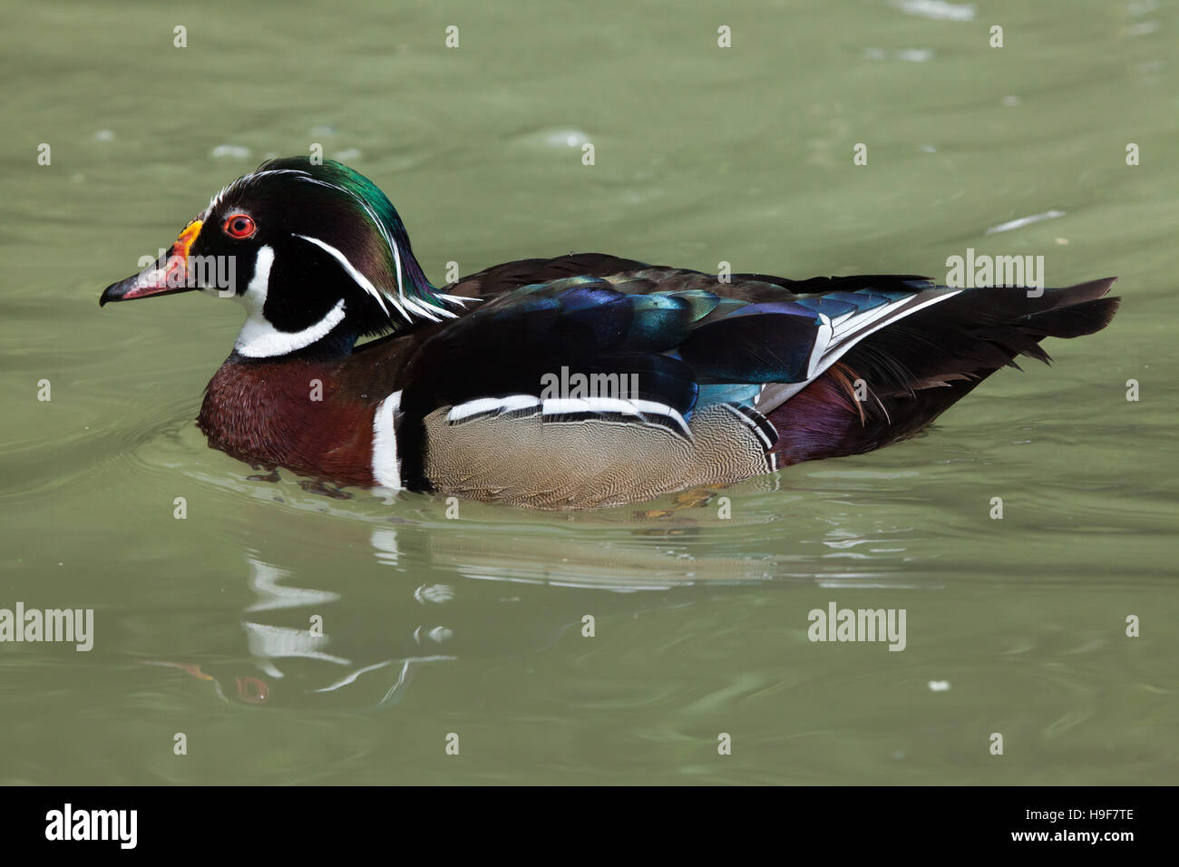 Carolina duck (Aix sponsa), noto anche come il Nord America anatra di legno. Foto Stock Carolina duck (Aix sponsa), noto anche come il Nord America anatra di legno. Foto Stock