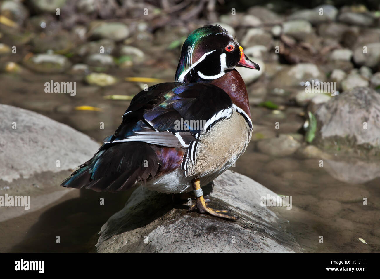 Carolina duck (Aix sponsa), noto anche come il Nord America anatra di legno. Foto Stock Carolina duck (Aix sponsa), noto anche come il Nord America anatra di legno. Foto Stock
