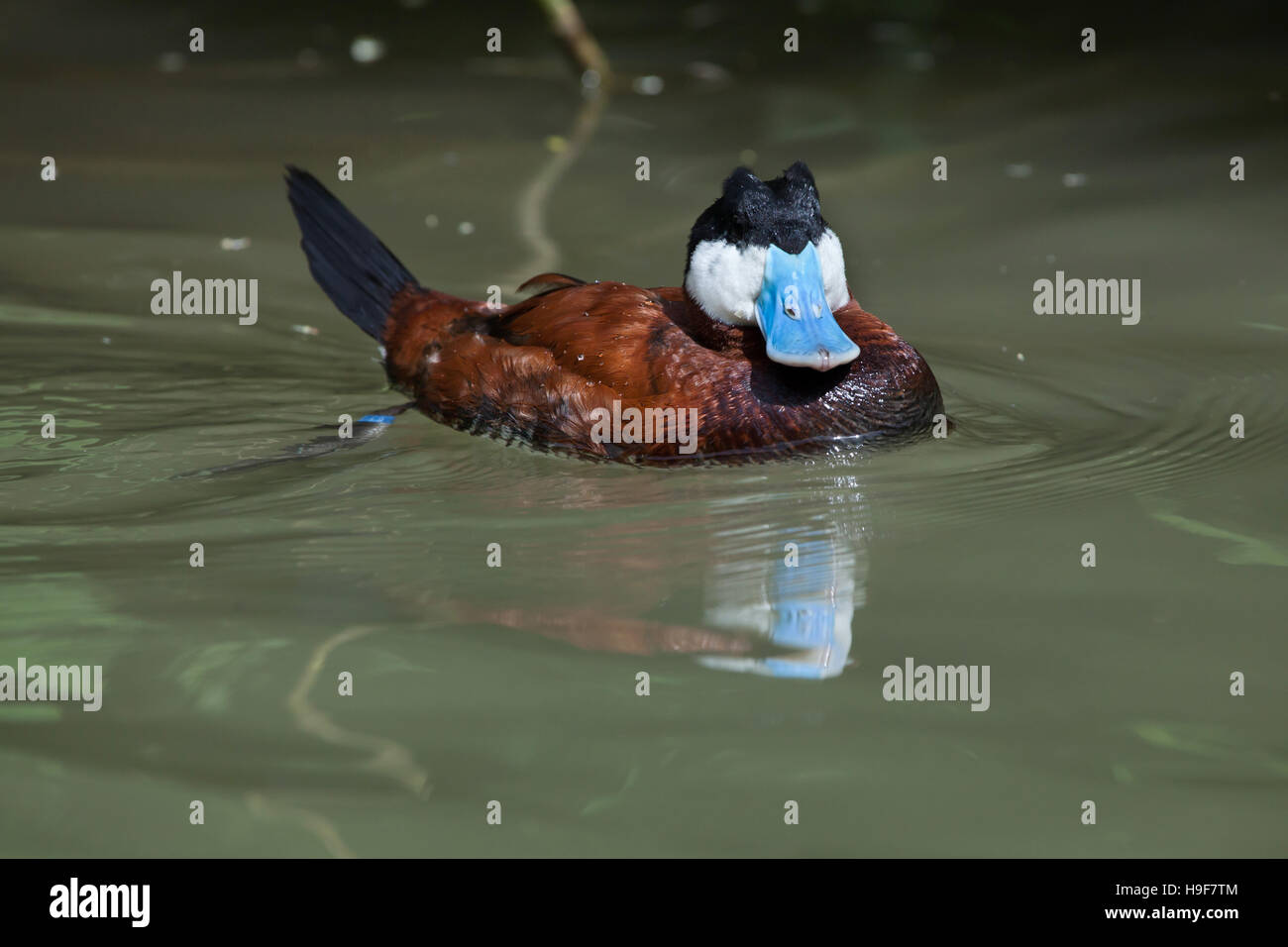 Ruddy duck (Oxyura jamaicensis). La fauna animale. Foto Stock