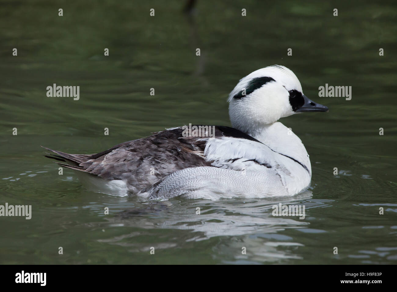 Smew (Mergellus albellus). La fauna animale. Foto Stock