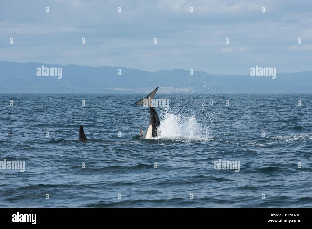 Residenti del sud orca, o orche, Orcinus orca, coda gettare o peduncolo gettare, off meridionale Isola di Vancouver, BC, Canada Foto Stock