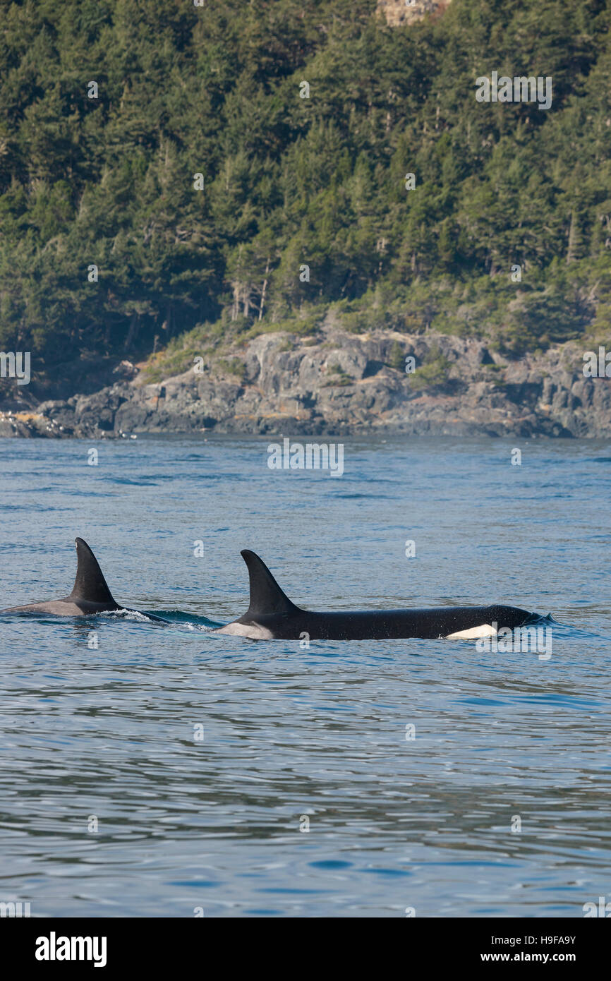 Residenti del sud orca, o orche, Orcinus orca, off meridionale Isola di Vancouver, British Columbia, stretto di Juan de Fuca, Canada Foto Stock