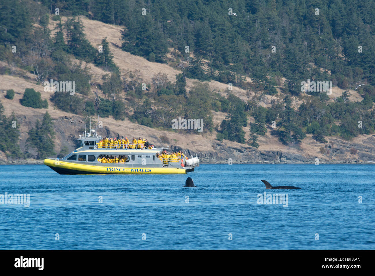 Transient orcas o orche, Orcinus orca, superficie accanto a un whale-watching barca, le Isole San Juan, Washington, Stati Uniti; solo uso editoriale Foto Stock