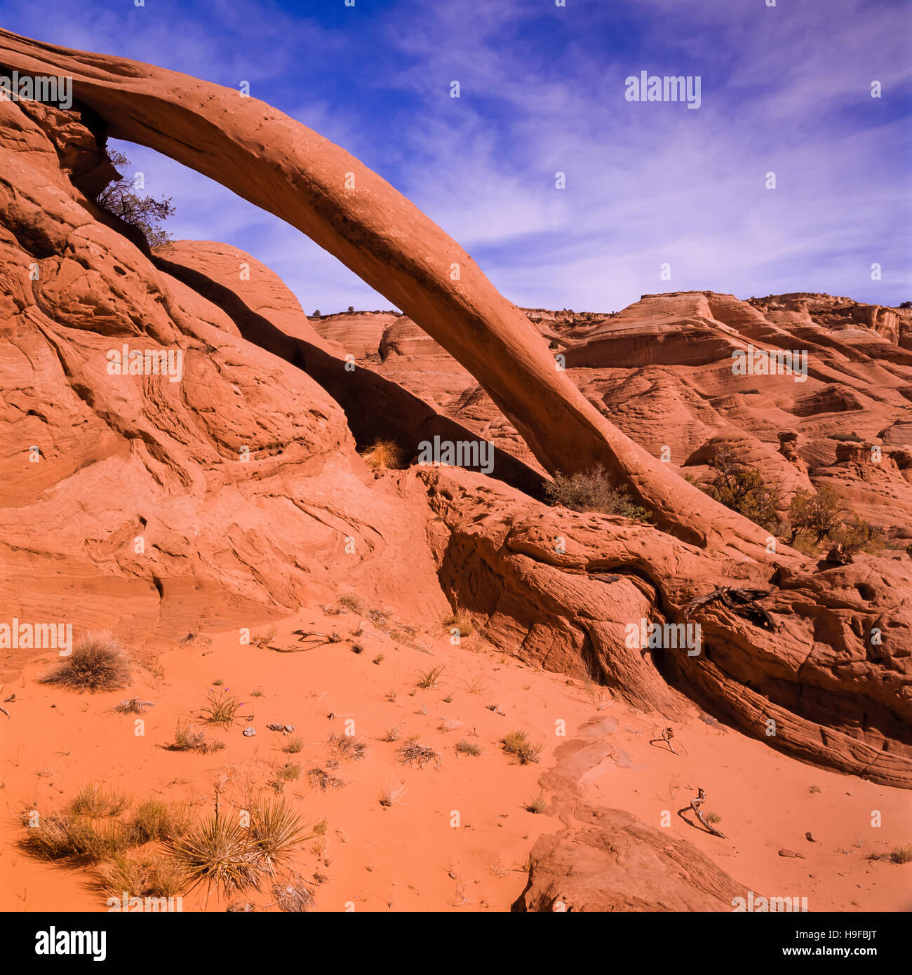 Cobra arco nella paria canyon primitive area vicino a Kanab, Utah Foto Stock