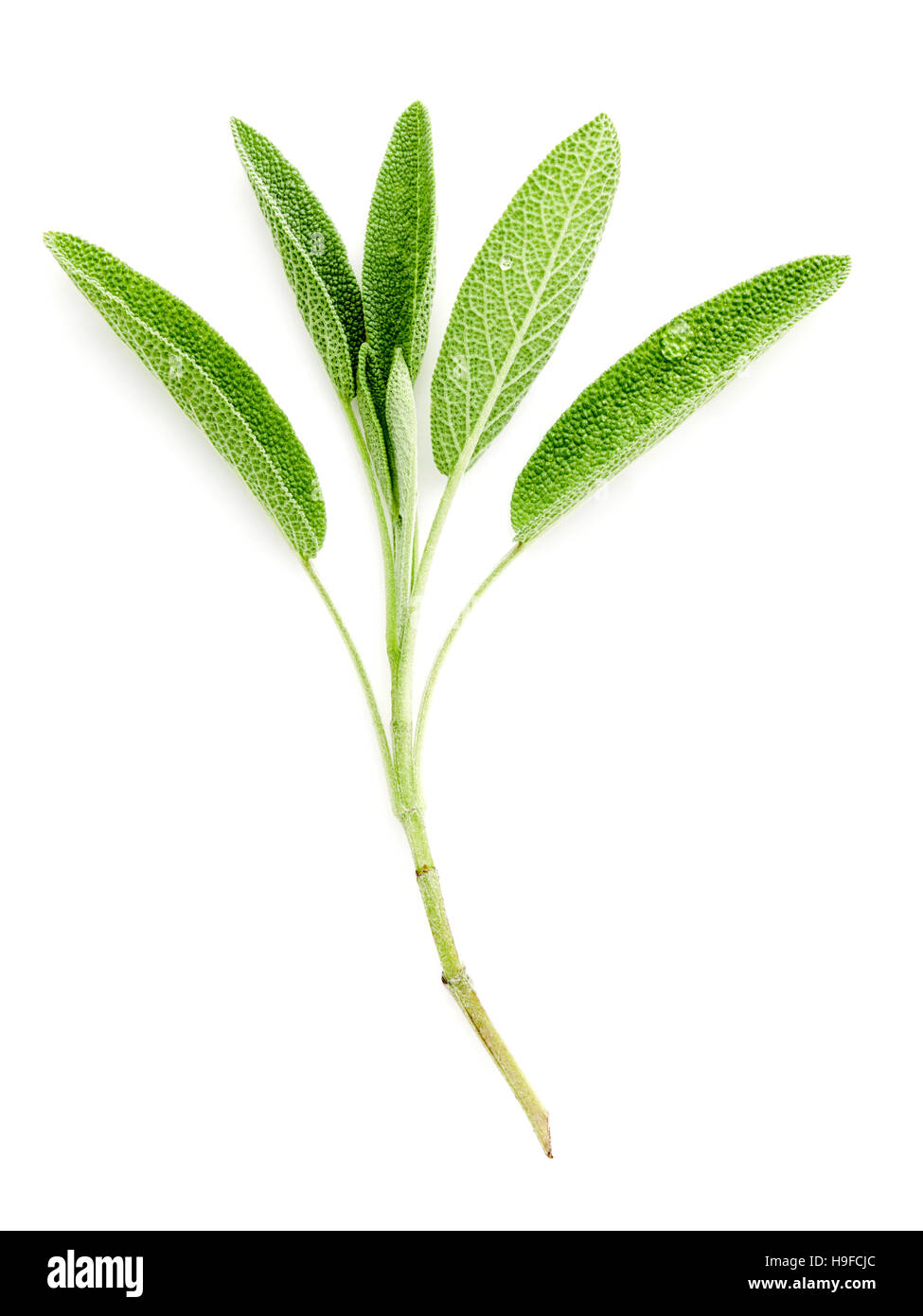 Chiudere il ramo foglie di salvia fresca isolati su sfondo bianco . Foto Stock