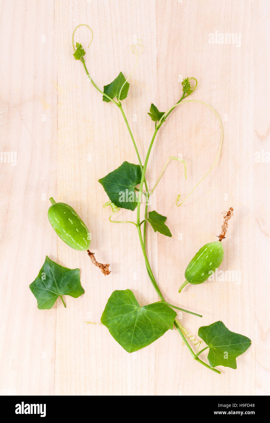 L'edera gourd, noto anche come baby anguria, poco gourd, Gent Foto Stock