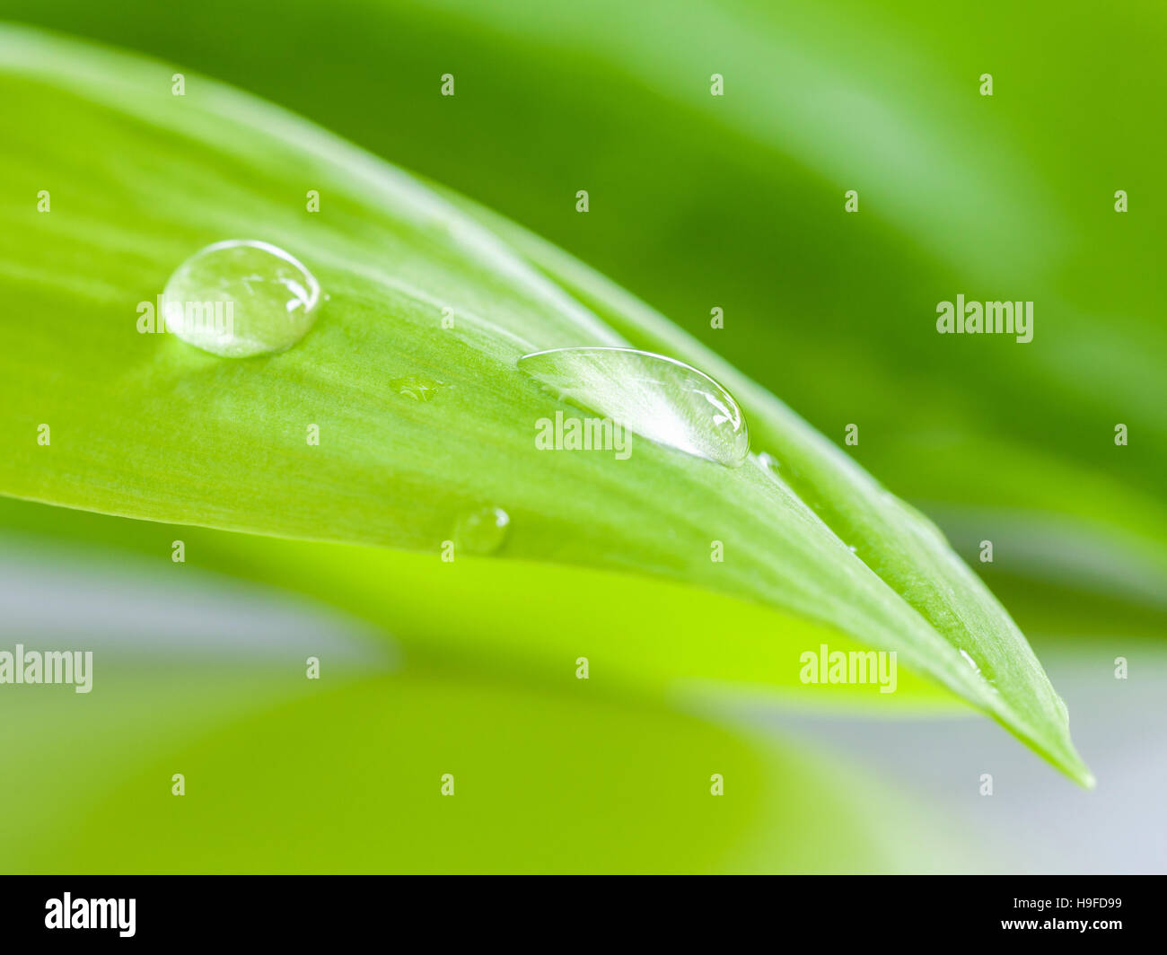 Closeup goccia d'acqua sulle palme pandanus , fragranti Pandan ,Pandom wa Foto Stock