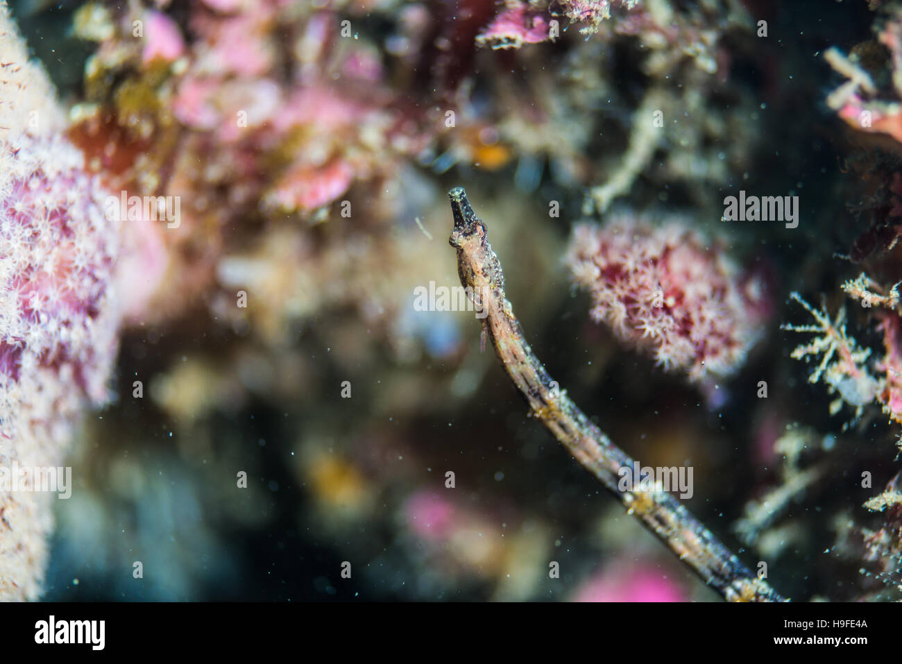 Booth;s pipefish, Halicampus boothae (Whitley, 1964), al pesce artificiale reef. Owase, Giappone. Profondità 18m Foto Stock