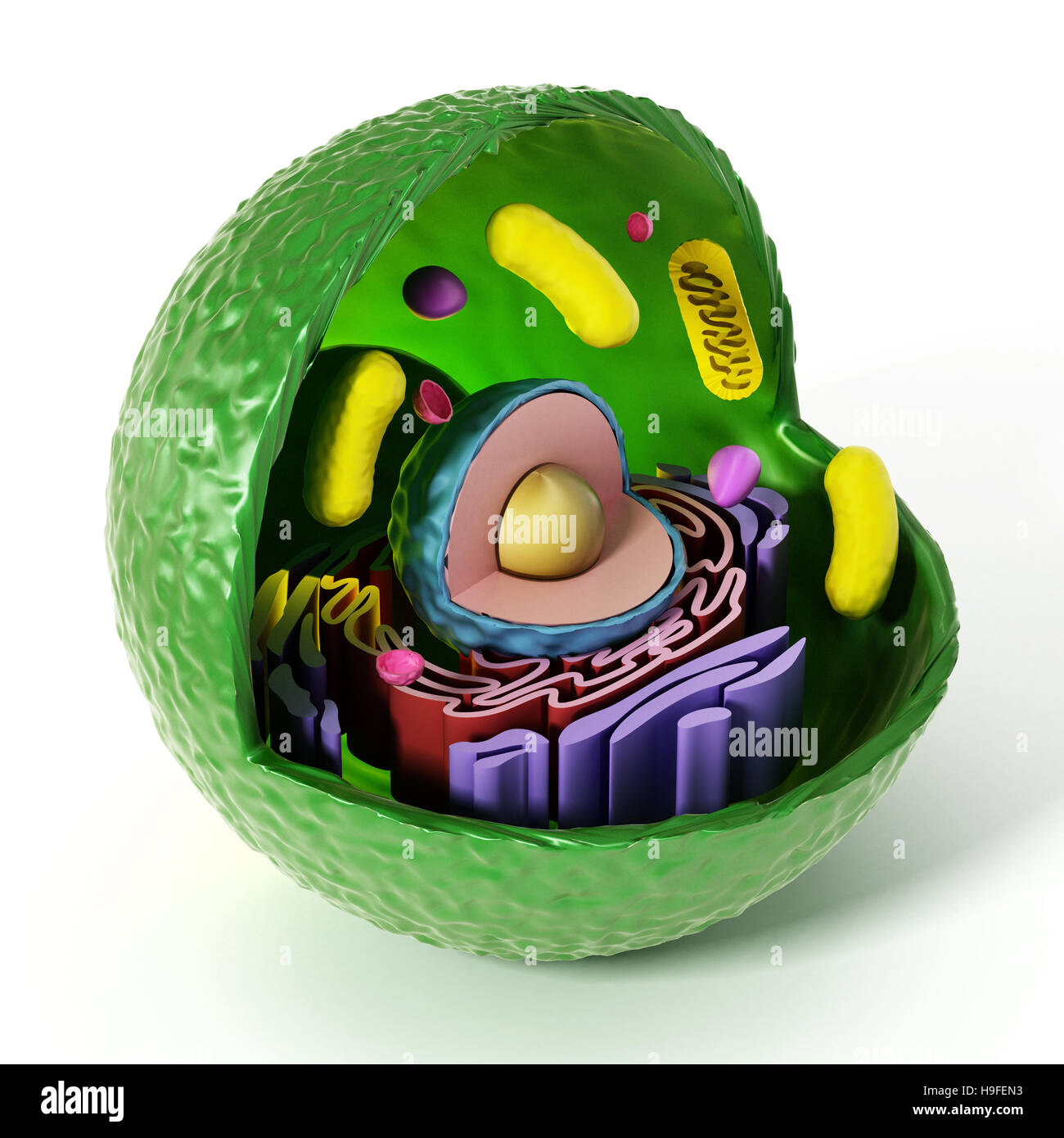Cellula animale anatomia isolati su sfondo bianco. 3D'illustrazione. Foto Stock