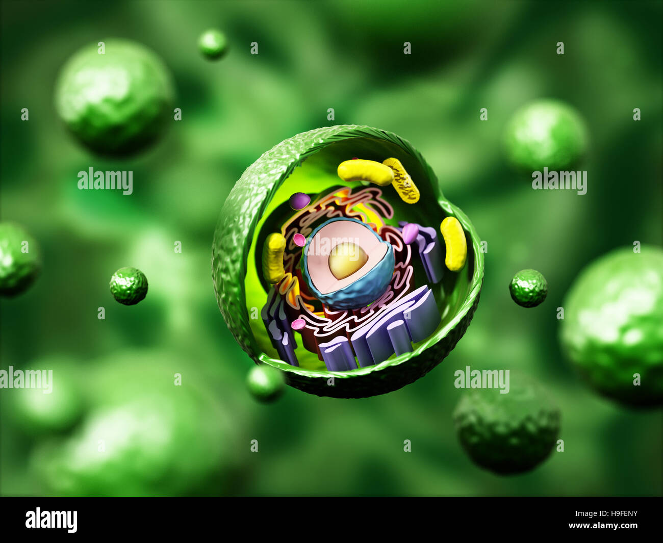Cellula animale anatomia su sfondo verde. 3D'illustrazione. Foto Stock
