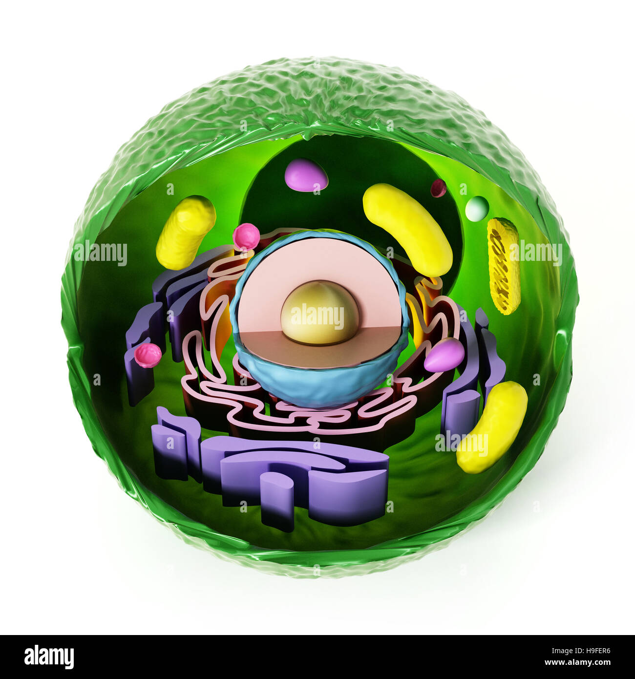 Cellula animale anatomia isolati su sfondo bianco. 3D'illustrazione. Foto Stock