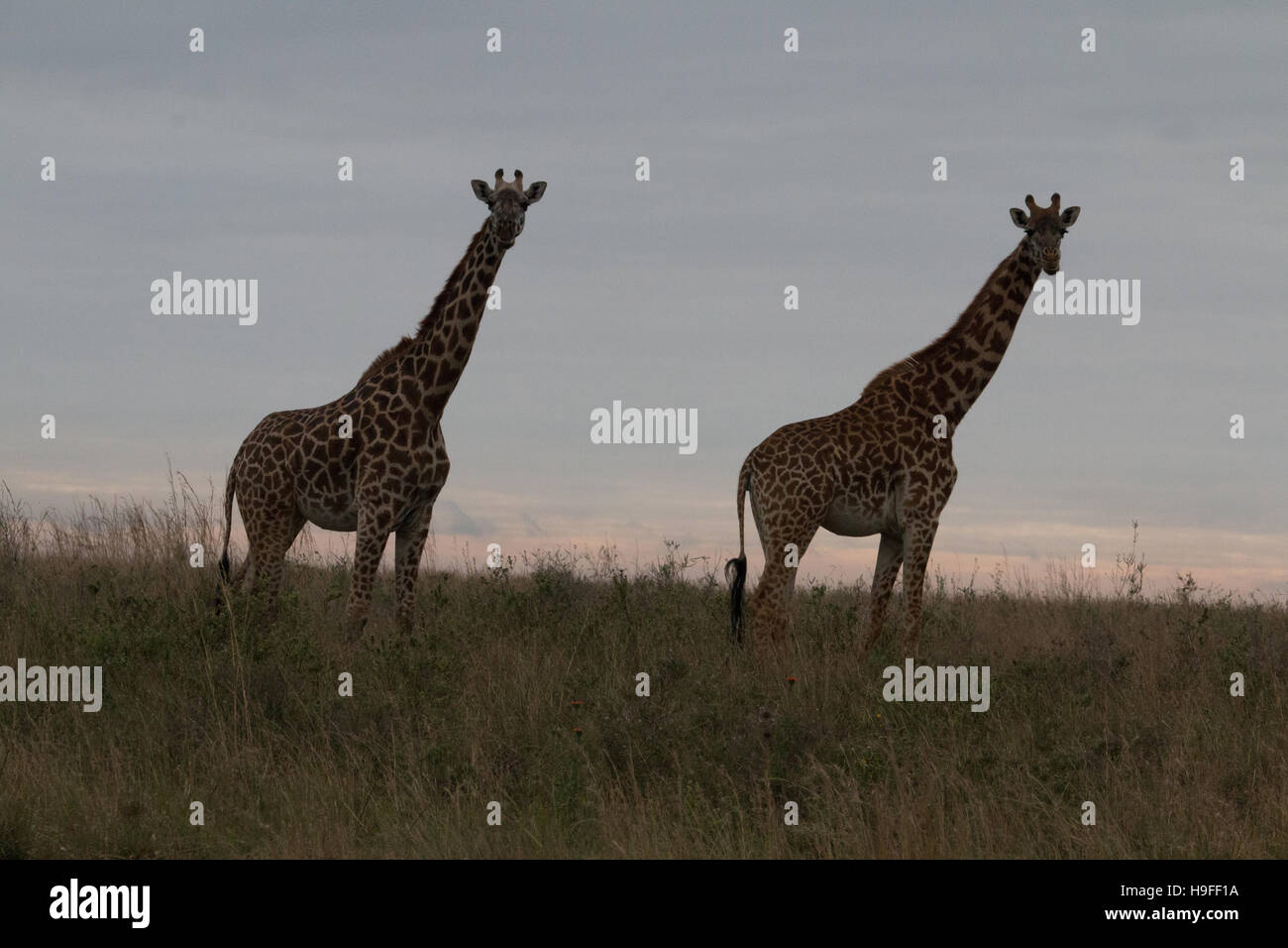 Pieno colpo di due giraffe in piedi contro il cielo Foto Stock