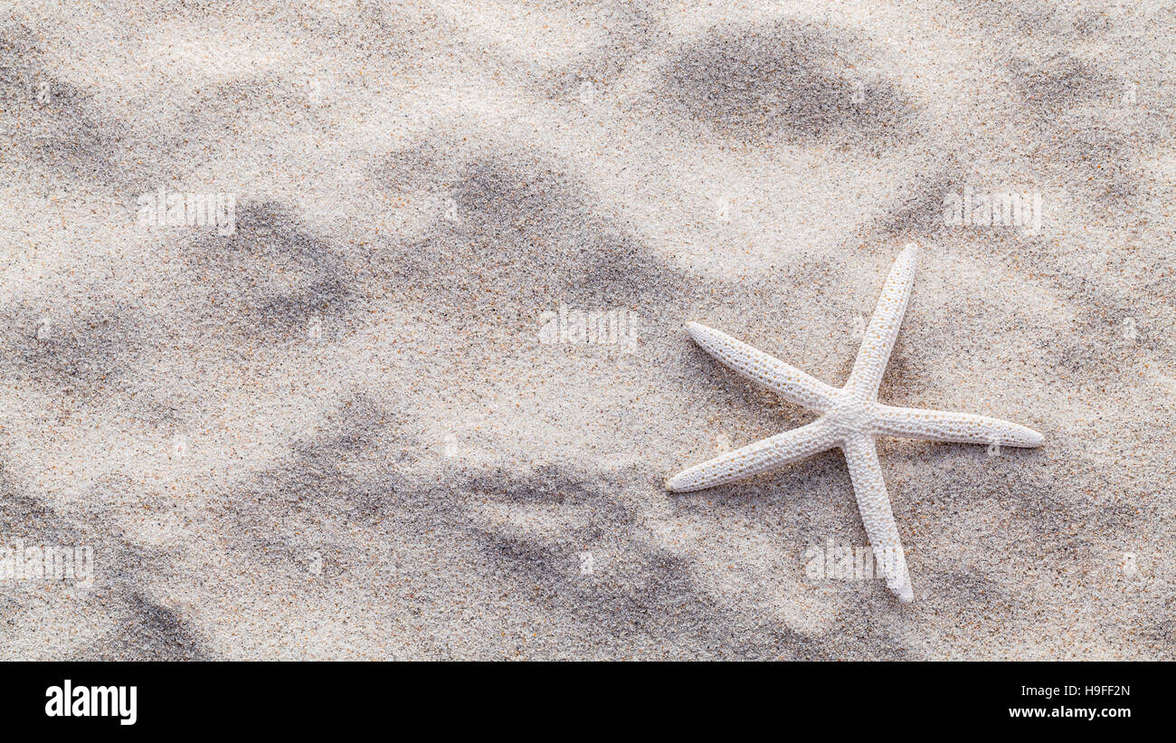 Conchiglie di mare,stelle marine e granchi sulla spiaggia di sabbia di estate e spiaggia Foto Stock