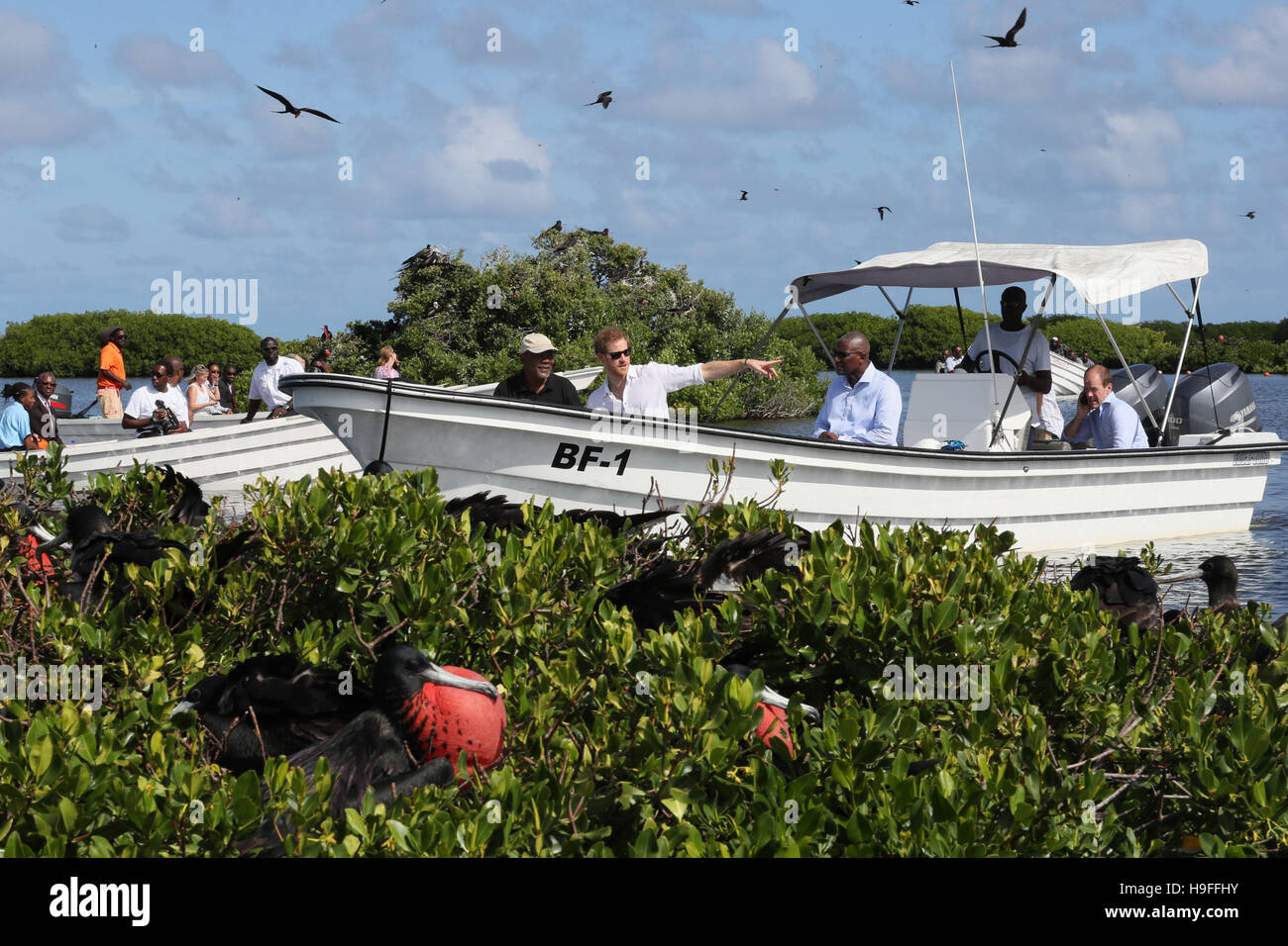 Il principe Harry prende un giro in barca attraverso le mangrovie sull isola di Barbuda per vedere una delle più grandi colonie di fregate nel mondo, come egli continua il suo tour dei Caraibi. Foto Stock