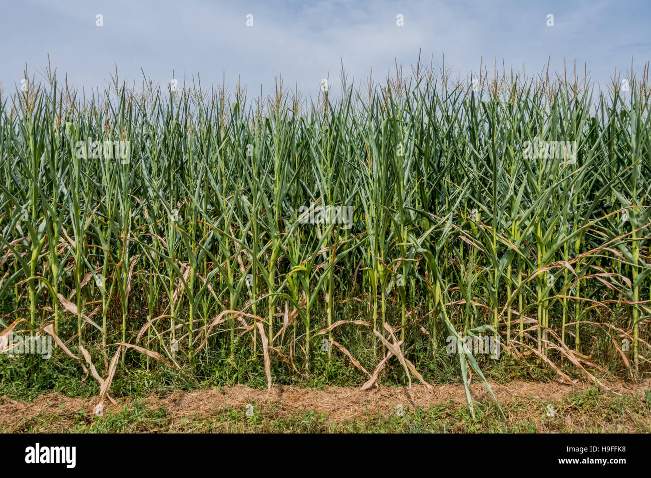 Bordo del campo di mais in estate mostra spalla stocchi di elevata Foto Stock